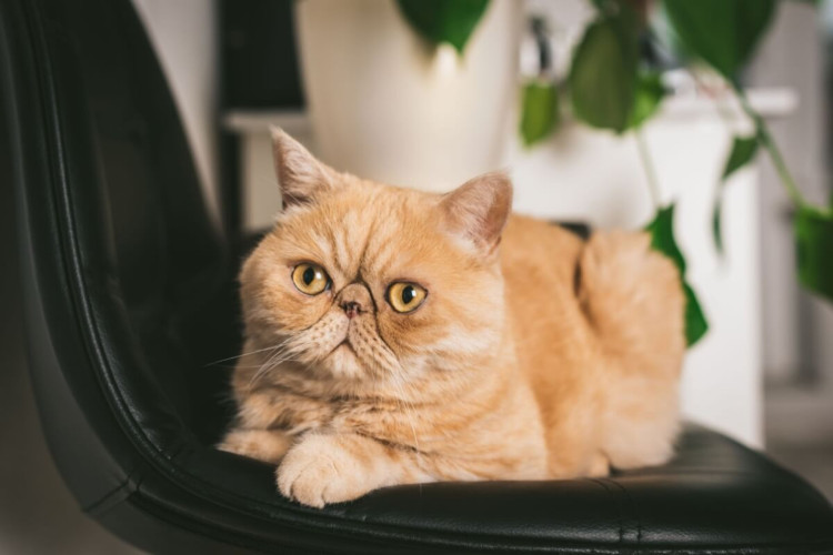 Certas raças de gato são mais propensas à adaptação a apartamentos (Imagem: Vladislav Noseek | Shutterstock)