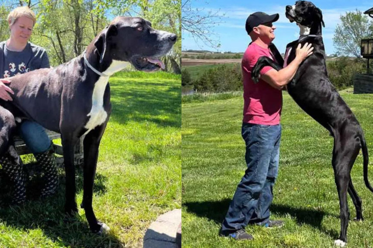 Cachorro mais alto do mundo mede 97 centímetros