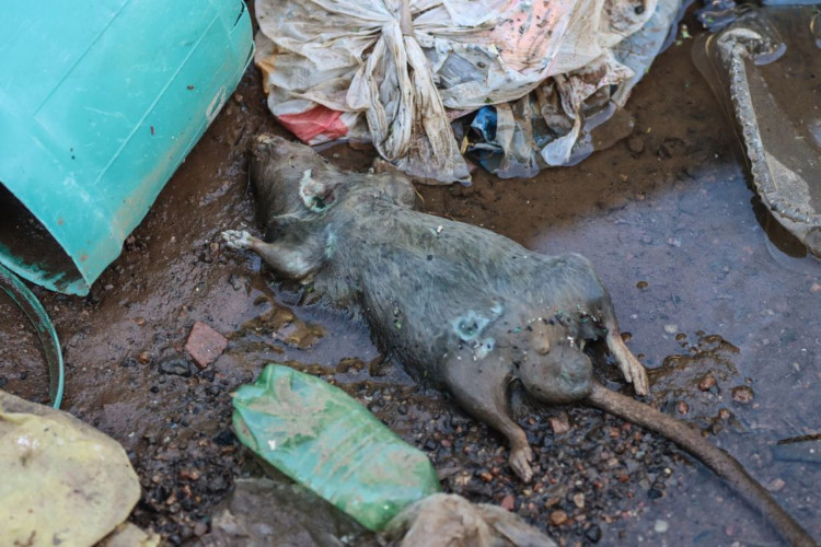 Rio Grande do Sul confirma 20ª morte por leptospirose após enchentes