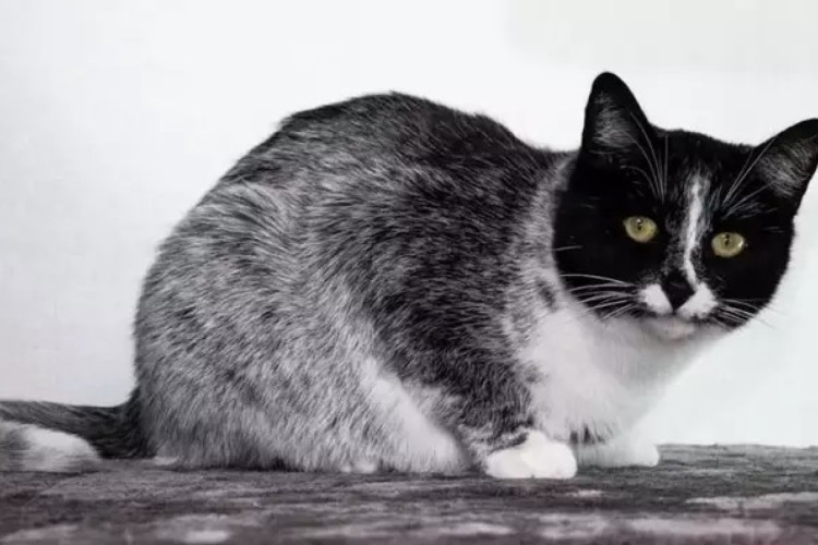 Pesquisadores descobrem nova coloração de pelagem em gatos 
