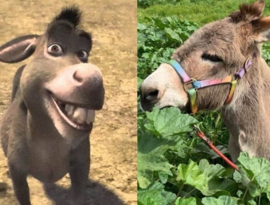 O burro verdadeiro que serviu de inspiração para a criação de Donkey, na animação 'Shrek', está doente. Ele tem 30 anos, idade avançada para a espécie, e está com Síndrome de Cushing, que causa problemas hormonais.