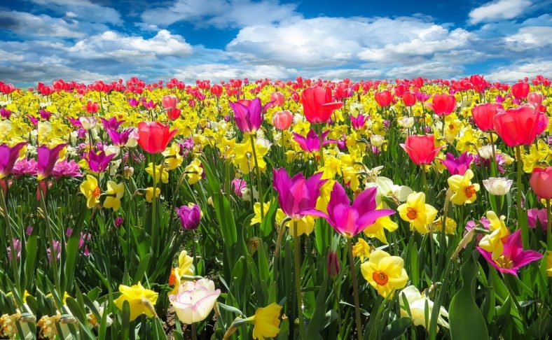 As flores trazem mensagem de paz e afeto. E atraem pela beleza e pelo perfume. Em todo o mundo, já foram catalogadas quase 370 mil espécies de plantas que dão flores. Mas todo cuidado é necessário para preservá-las. 