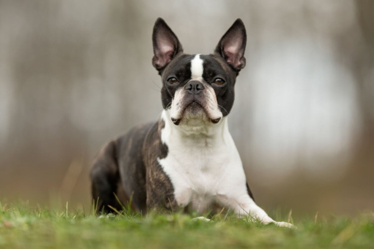 O cachorro boston terrier é amigável e companheiro (Imagem: BIGANDT.COM | Shutterstock)