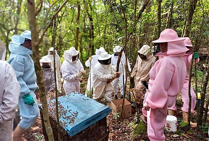 A redução no número de abelhas preocupa ambientalistas e produtores rurais em todo o mundo.