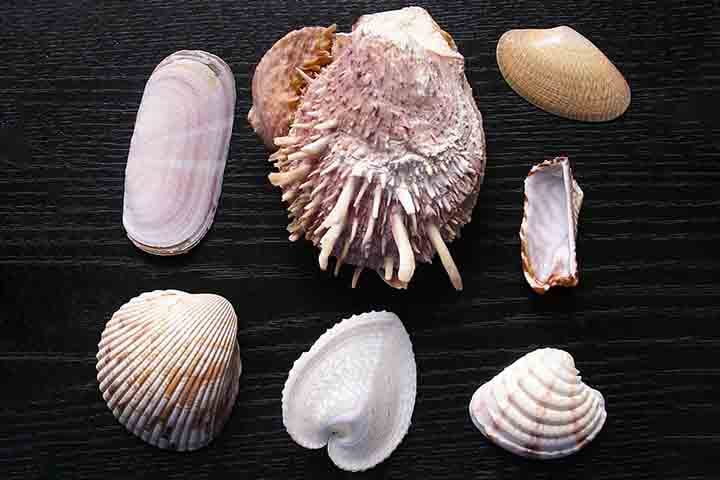 Quem costuma ir à praia deve encontrar muitas conchas pela areia e nem imagina a importância desses elementos para o ecossistema. Afinal, apesar de tão pequenas, elas contribuem para que moluscos e até mesmo caranguejos-eremitas encontrem uma superfície protetora.