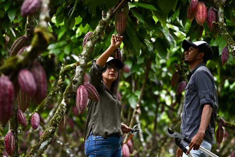 A agricultora Julia Avellan e o técnico agrícola Vinicio Angulo verificam cacaueiros em uma fazenda em Buena Fe, província de Los Rios, Equador, em 12 de junho de 2024. O Equador é o terceiro maior produtor mundial de cacau 