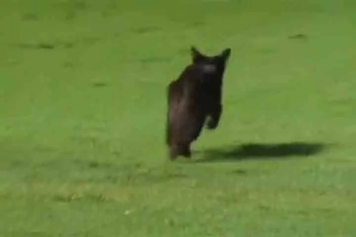 Recentemente, nos minutos finais do jogo entre Santos e Palmeiras, pela final do Campeonato Paulista de 2024, um gato preto surgiu correndo no gramado da Vila Belmiro e paralisou brevemente a partida. 
