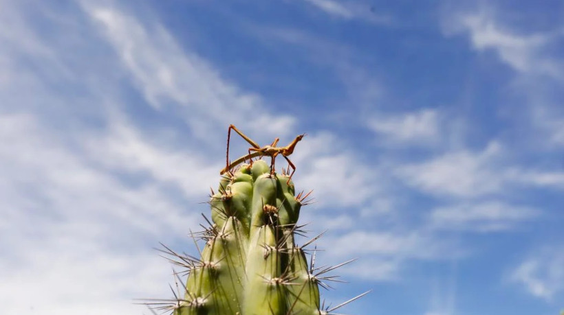 Caatinga é o foco das pesquisas