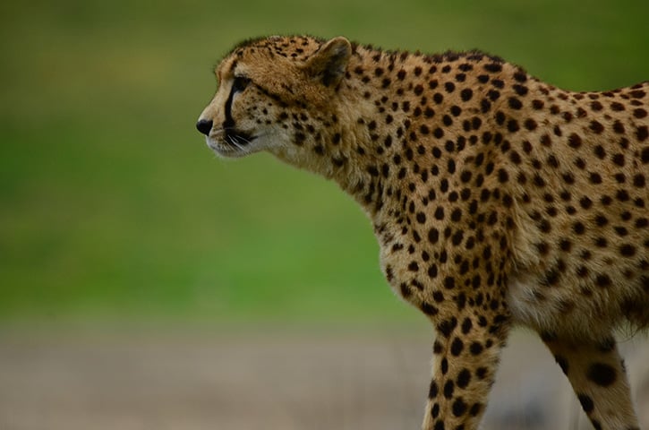 Alguns animais destacam-se quando se trata de velocidade. E eles usam essa habilidade para tentar escapar dos predadores. Veja os mais velozes.