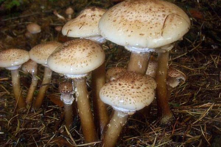 Fungo do gênero Armillaria Ostoyae, em Oregon, nos EUA, é considerado o maior organismo vivo