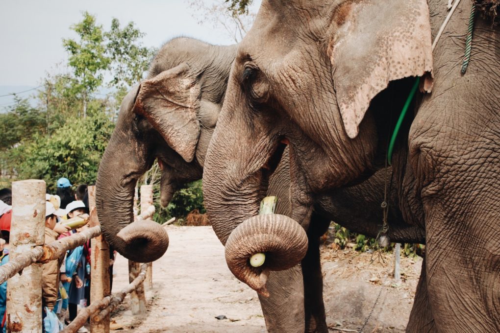 Para muita gente, pensar em zoológico é imaginar animais sonolentos, presos em jaulas apertadas. Mas, existem muitos lugares no mundo onde os animais são cuidados com muito carinho e recebem tratamento de primeira.