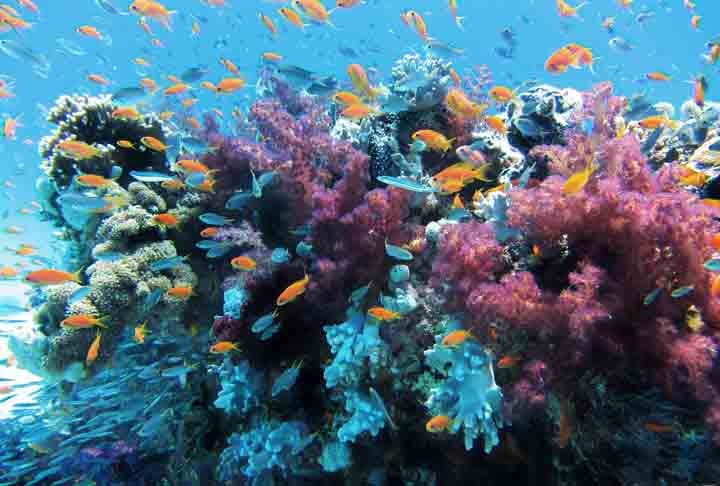 Uma pesquisa recente, publicada por cientistas do Brasil, Itália, Alemanha e dos Estados Unidos na Revista Nature, revelou que a costa brasileira abriga um dos maiores sistemas de corais do mundo!
