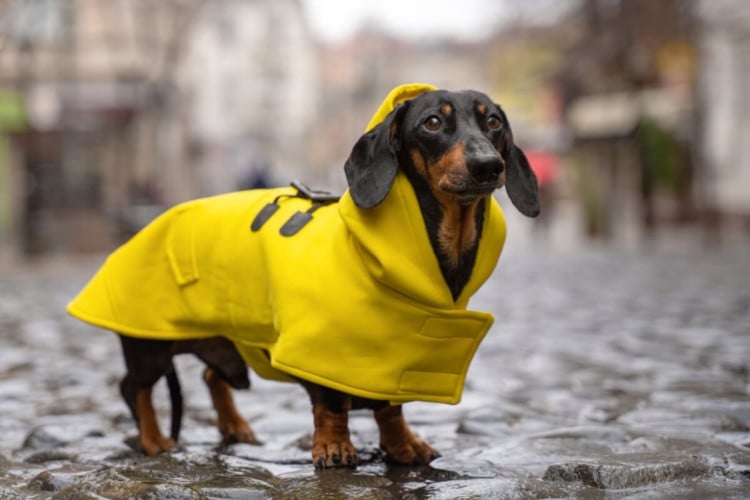 As roupas ajudam a manter o cachorro aquecido no inverno (Imagem: Masarik | Shutterstock)