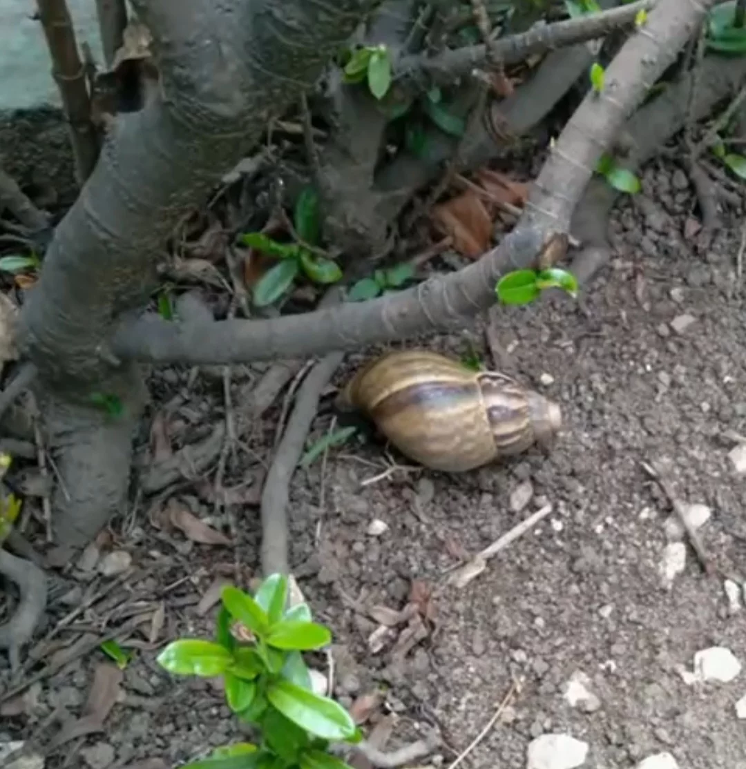 O verme da meningite foi encontrado em um caramujo no município de Nova Iguaçu, na Baixada Fluminense. 