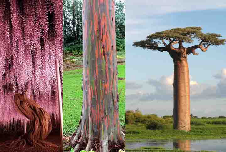 Com tantas maravilhas naturais pelo mundo, as Ã¡rvores assumem o papel de joias na paisagem, encantando e surpreendendo com sua beleza Ãºnica.