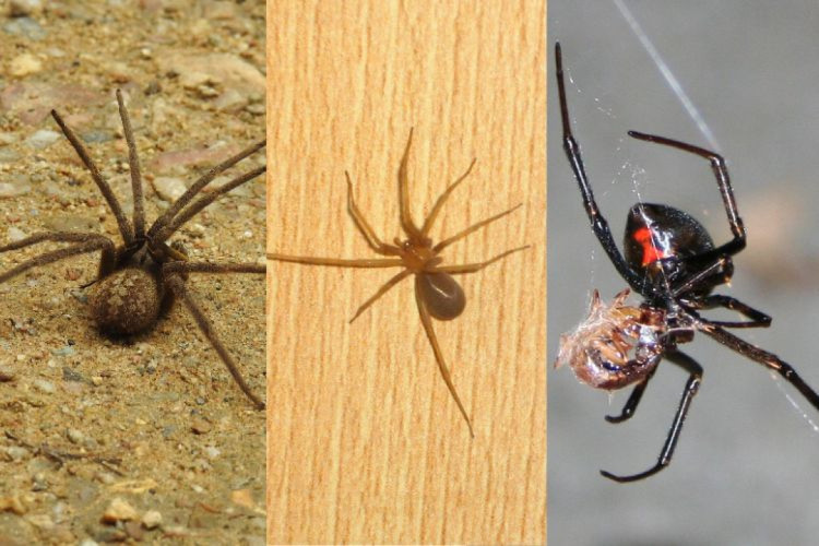 Três das aranhas mais venenosas do mundo podem ser encontradas no Brasil