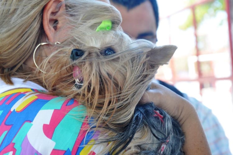 Foto de apoio ilustrativo. Atendimento gratuito para cães e gatos será oferecido em 17 clínicas espalhadas pelo Estado