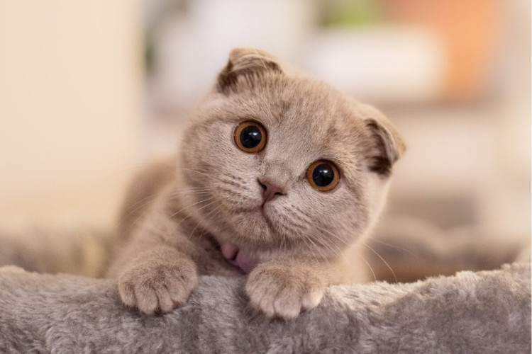 A raça scottish fold é inteligente e adora brincadeiras interativas (Imagem: Ance Kazaka |  Shutterstock) 