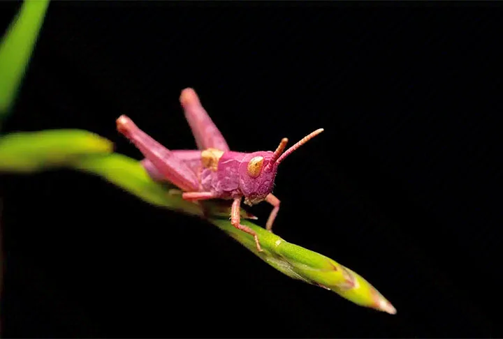 Gafanhotos rosa são insetos raros, que ganham essa cor por causa de mutação genética, e enchem os olhos de quem tem a chance de encontrá-los na natureza. 