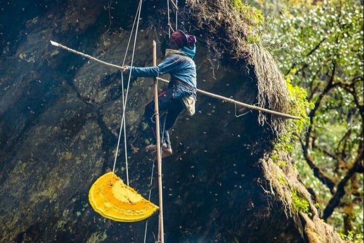 Caçadores de mel do Nepal escalam mais de 100 metros para acessar colmeias do nectar produzido pelas maiores abelhas do mundo 