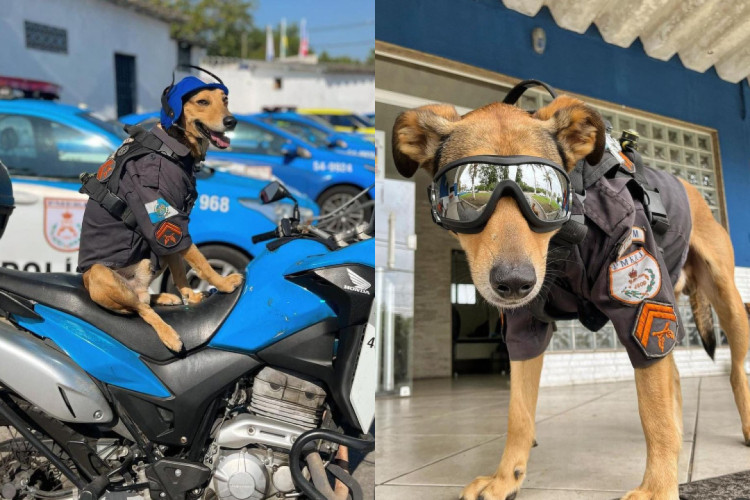 Animal apareceu no batalhão e acabou sendo adotado 