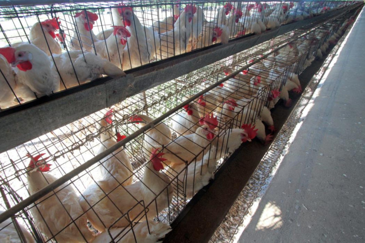 Produção de frango no Ceará alcançou 16 mil toneladas no 1º trimestre.
