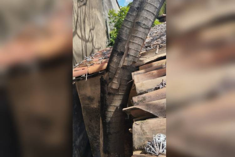 De acordo com o Corpo de Bombeiros, o tronco da planta estava prestes a despencar em cima de uma casa
