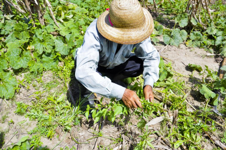 Os dados foram divulgados nesta terça-feira, 13, pelo Levantamento Sistemático da Produção Agrícola (LSPA) de julho,