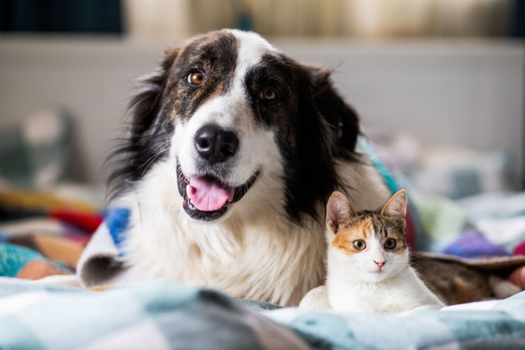 Cachorros e gatos podem sofrer acidentes, e o conhecimento em primeiros socorros dos tutores pode salvar vidas até a chegada de ajuda profissional (Imagem: Melinda Nagy | Shutterstock)