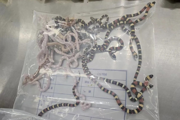 Cobras contrabandeadas confiscadas em um saco plástico 