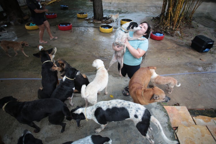 FORTALEZA-CE, BRASIL, 10-07-2024: Pet Ceará Móvel inicia atendimento gratuito em abrigos de Fortaleza.  (Foto: Fabio Lima/ OPOVO)