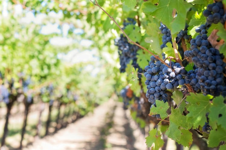 Vinhos são produzidos há mais de oito mil anos. Condições de produção das uvas e da bebida, bem como disponibilidade no mercado influenciam nos preços 