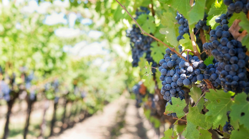 Vinhos são produzidos há mais de oito mil anos. Condições de produção das uvas e da bebida, bem como disponibilidade no mercado influenciam nos preços  