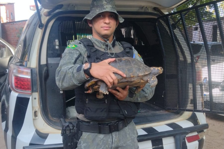 Policiais da 1° Companhia do Batalhão de Polícia de Meio Ambiente (BPMA), da Polícia Militar do Ceará (PMCE), resgatam jabuti no bairro Edson Queiroz