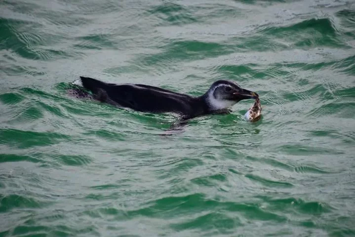 Em junho de 2023, a visita inusitada de um pinguim na Praia do Arpoador, no Rio de Janeiro, chamou a atenção de quem passava pelo local.