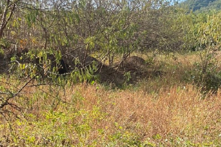 Cadáveres foram encontrados em região de mata em Pacatuba