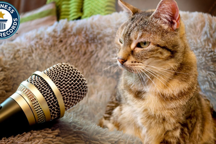 A habilidade curiosa da gata sempre chamou a atenção de amigos e familiares da dona, que buscou comprovar que Bella teria o ronronar mais alto do mundo