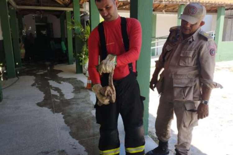 Jiboia resgatada em escola de Maranguape