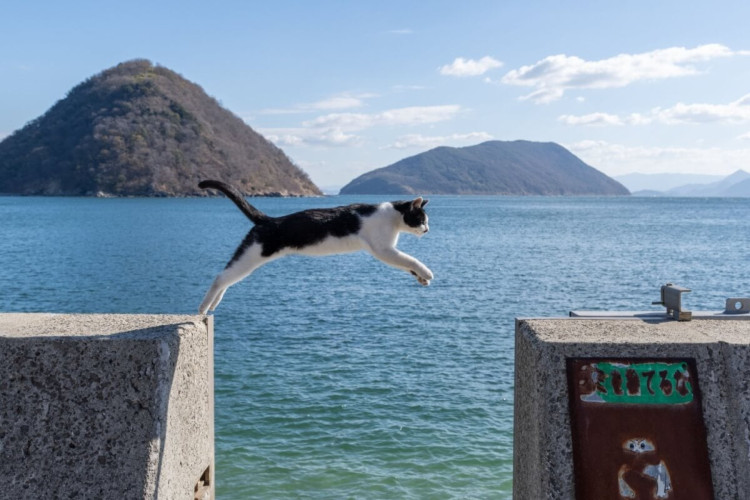 Os gatos têm uma habilidade de saltar incrível e se destacam como verdadeiros acrobatas (Imagem: rai106 | Shutterstock)