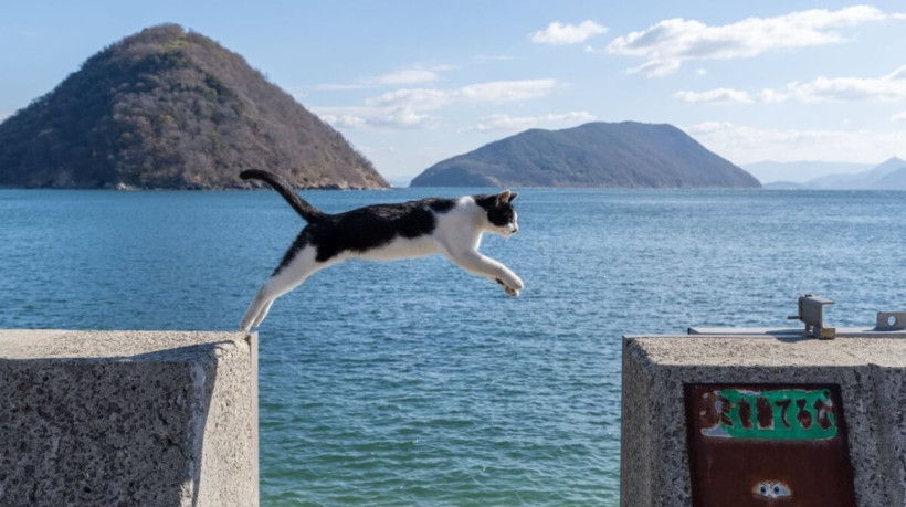 Os gatos têm uma habilidade de saltar incrível e se destacam como verdadeiros acrobatas (Imagem: rai106 | Shutterstock) 