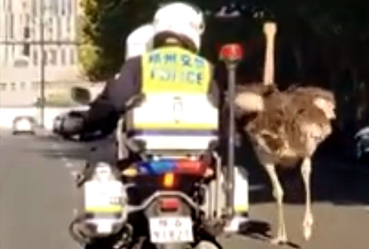 Imagina estar viajando com sua família na estrada e se deparar com um avestruz correndo pela pista, fugindo de policiais... Esse fato inusitado aconteceu recentemente na China e teve repercussão na web. O FLIPAR mostrou e republica para quem não viu