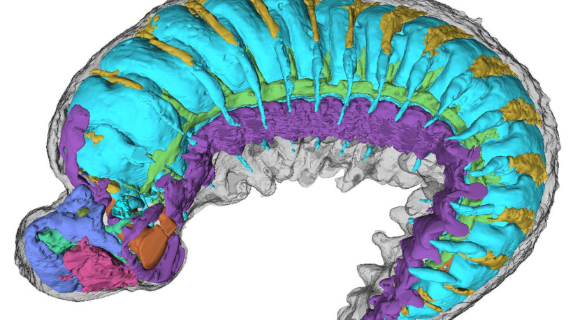 Cientistas conseguiram distinguir a anatomia interna da criatura perfeitamente preservada em cores diferentes 