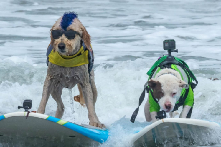 Olimpíada canina? Conheça a competição de surfe para cachorros nos EUA