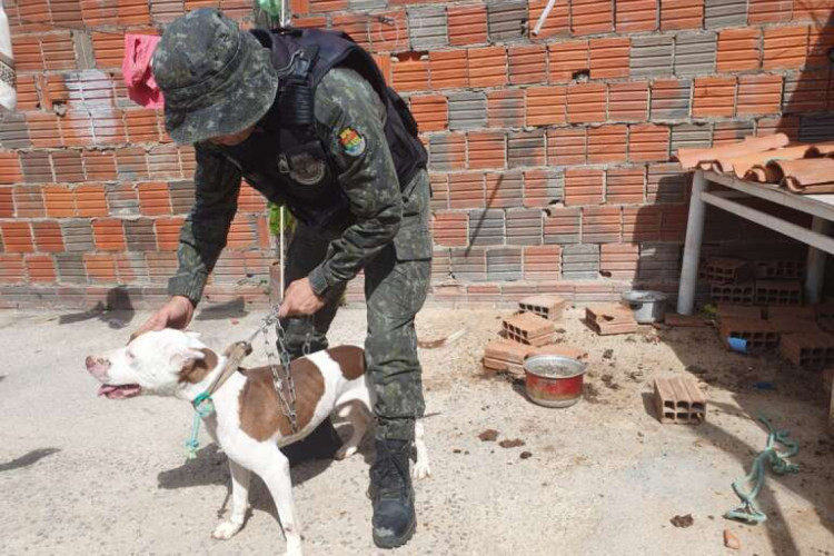 Pitbull é resgatado por equipes da PMCE com sinais de maus-tratos no Crato 