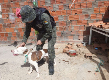 Cachorro foi levado a uma unidade veterinária 