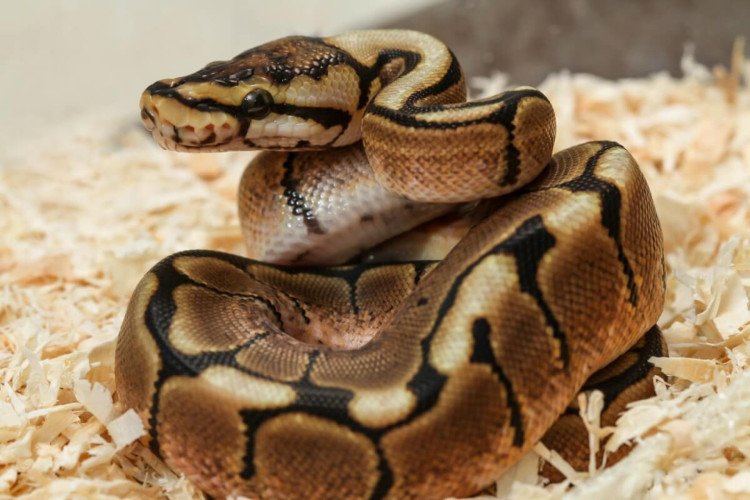 As cobras são répteis com hábitos interessantes (Imagem: bluedog studio | Shutterstock)