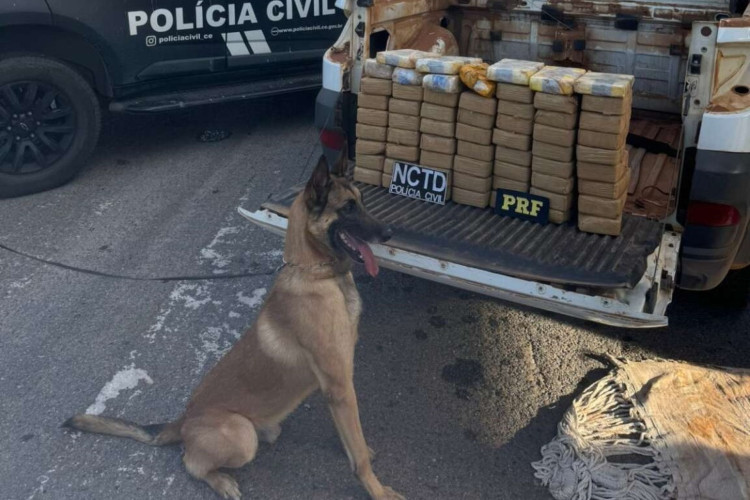 Cão farejador ajudou policiais a encontrar a droga escondida em carro, em Icó