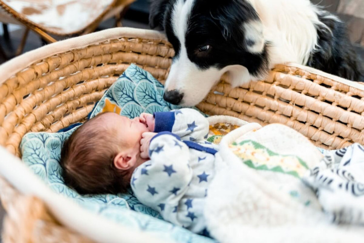 Alguns cuidados são importantes para ajudar o cachorro a se adaptar ao bebê (Imagem: Leszek Glasner | Shutterstock)