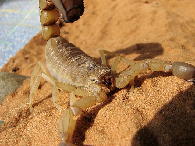 Aranhas, cobras e escorpiões são animais que causam medo e repulsa. E alguns podem matar as pessoas rapidamente, em caso de picada. 