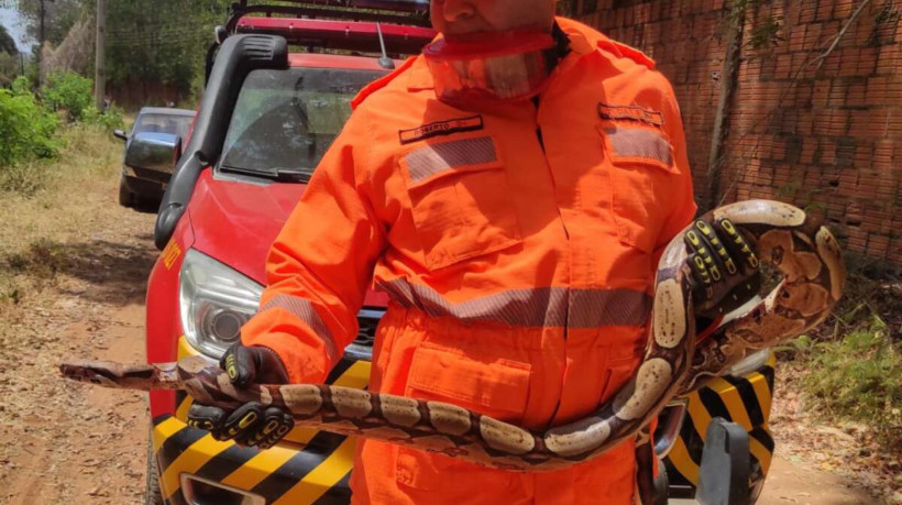 Cobra resgatada em estrada carroçável no Crato